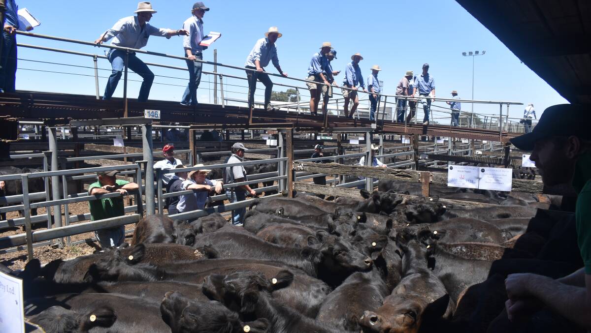 INTEREST: Weaner cattle sales start across Australia this week and the excitment is kicking building.