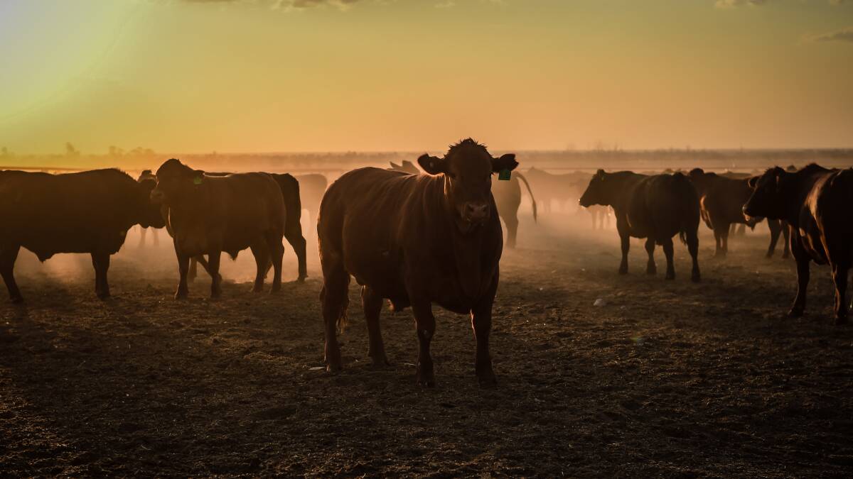 ANALYSIS: Research into public perceptions raises some talking points for beef industry.