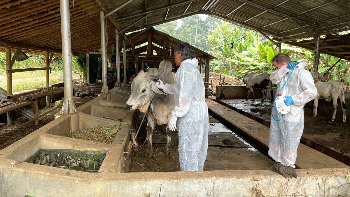 Australian-developed pain relief is used on LSD-infected animals in Semarang in Indonesia. Picture by Mark Phelps.