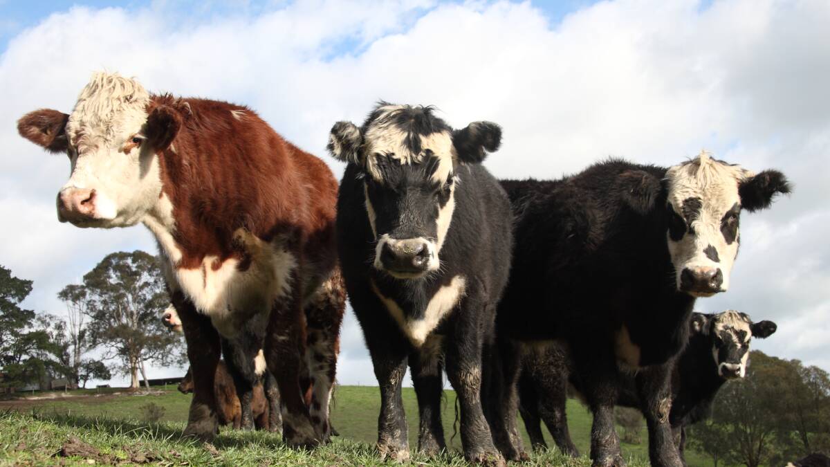 Beef producers look for new ways to reduce emissions