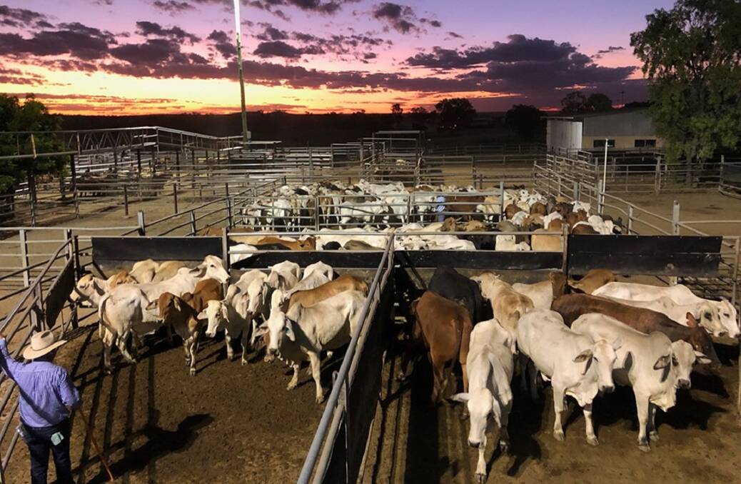 CHANGING TIMES: Cattle yarded for sale at Charters Towers, Queensland.