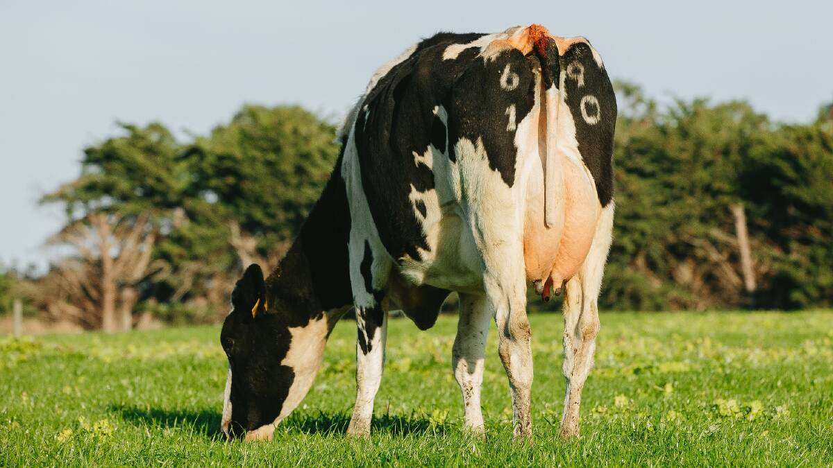Global outlook for dairy strong
