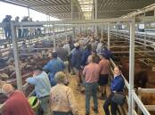 With the boost in cattle prices, all eyes are now focused on southern weaners next January. File photo. 