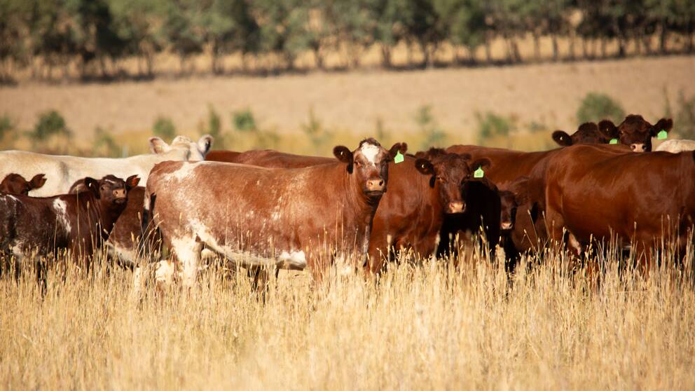 Shorthorn Beef will launch a major innovation in partnership with IGS at Beef Australia. Picture Shorthorn Beef.

