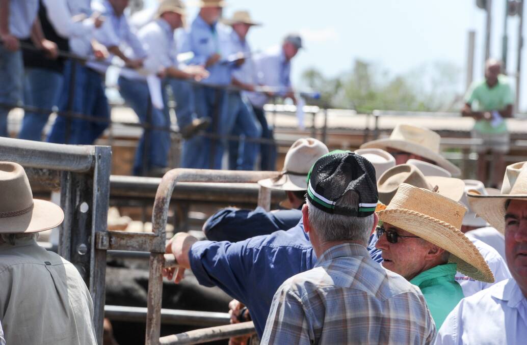 BUSY TIMES: Restocker dominance around the rails has created interesting profit margin trends on cattle trades this year. Photo by Lucy Kinbacher.