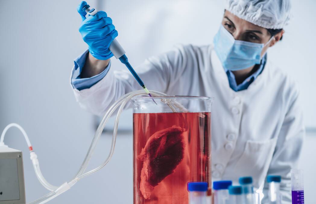 Growing meat in a laboratory from animal cells. Picture via Shutterstock.