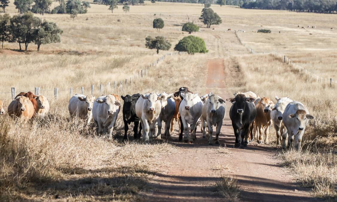 Breeding cattle continue migration south: AuctionsPlus analysis