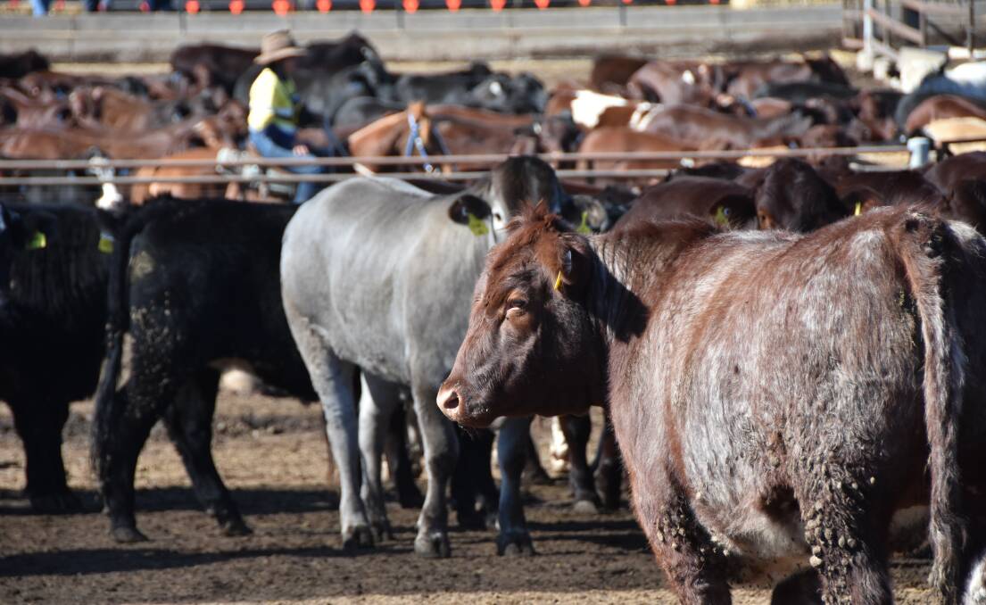 BUSY PLACES: Cattle on feed numbers remain over a million, despite the very tight supply and record market. Photo by Shan Goodwin.