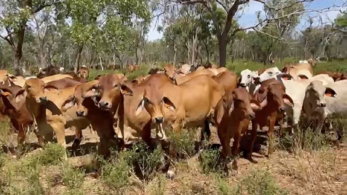 Rallen has bought six NT cattle stations encompassing 1.1 million hectares running more than 70,000 head of cattle. Pictures from Rallen Australia