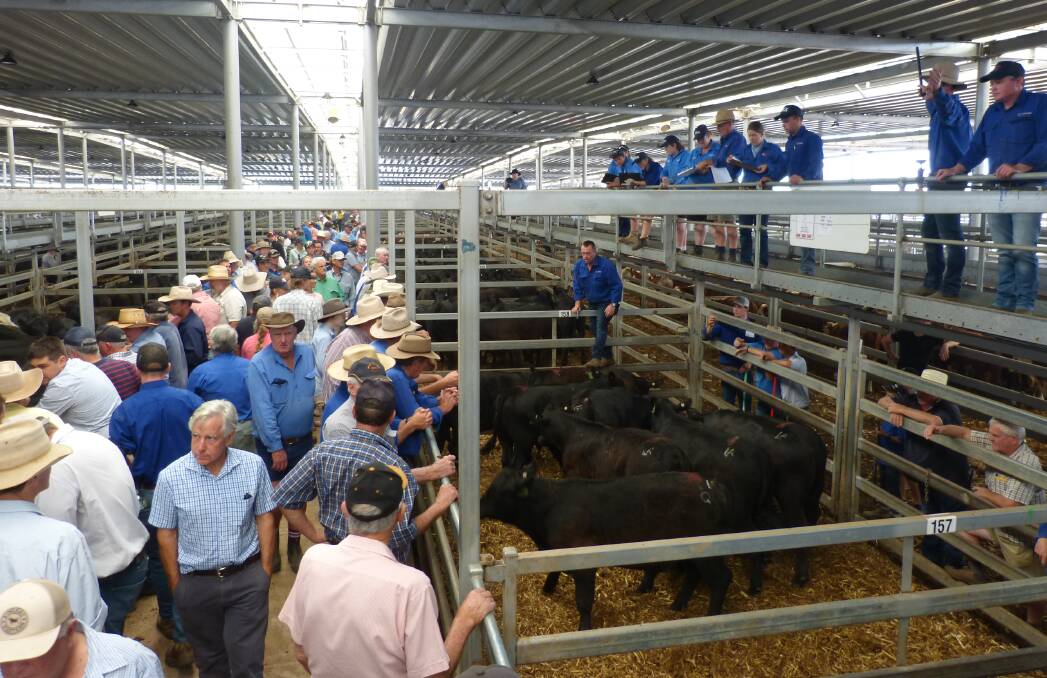CONFIDENCE HIGH: Buyers remained positive last week at the Albury-Wodonga Independent Stock Agents special store sale. North-east Victoria has been named Australia's best performing livestock region. Picture: Phillippe Perez.