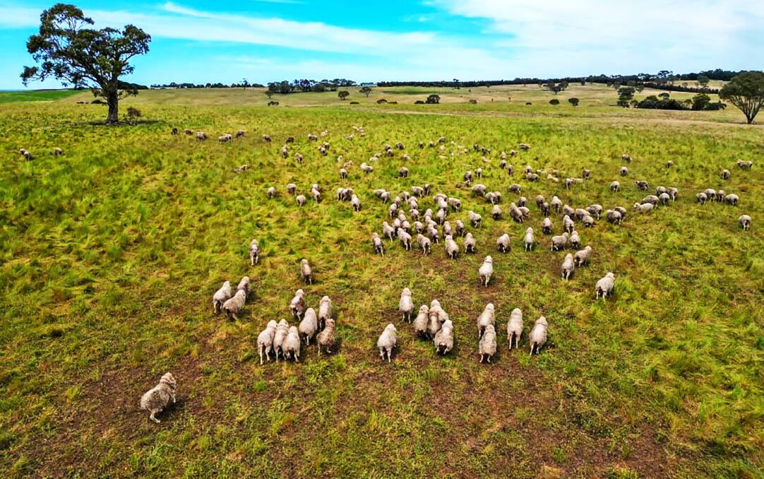 Prized Western District grazing country is being offered for sale in a tightly held district. Pictures from Southern Grampians Livestock and Property