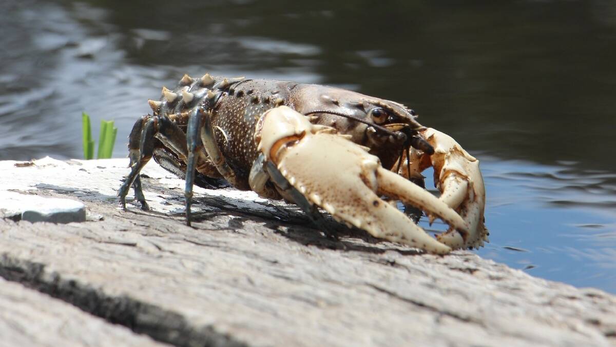 A Murray crayfish leaves the Murray River at Swan Hill because of falling oxygen levels in the water. Desperate efforts are being made to save some of them. Picture from Peter Walsh, Victorian National Party.