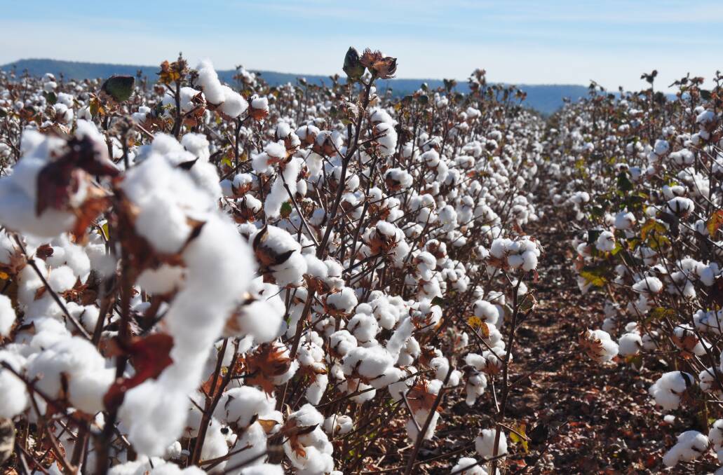 Scientist want to use the new science to allow cotton to mimic the good properties of the synthetics like being more stretchy, crease-proof and waterproof.