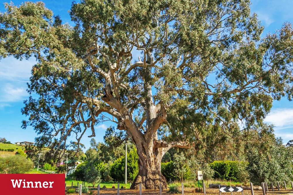 Guildford in central Victoria has claimed the title of the state's tree of the year with its "Big Tree" thought to be more than 500 years old. Picture supplied