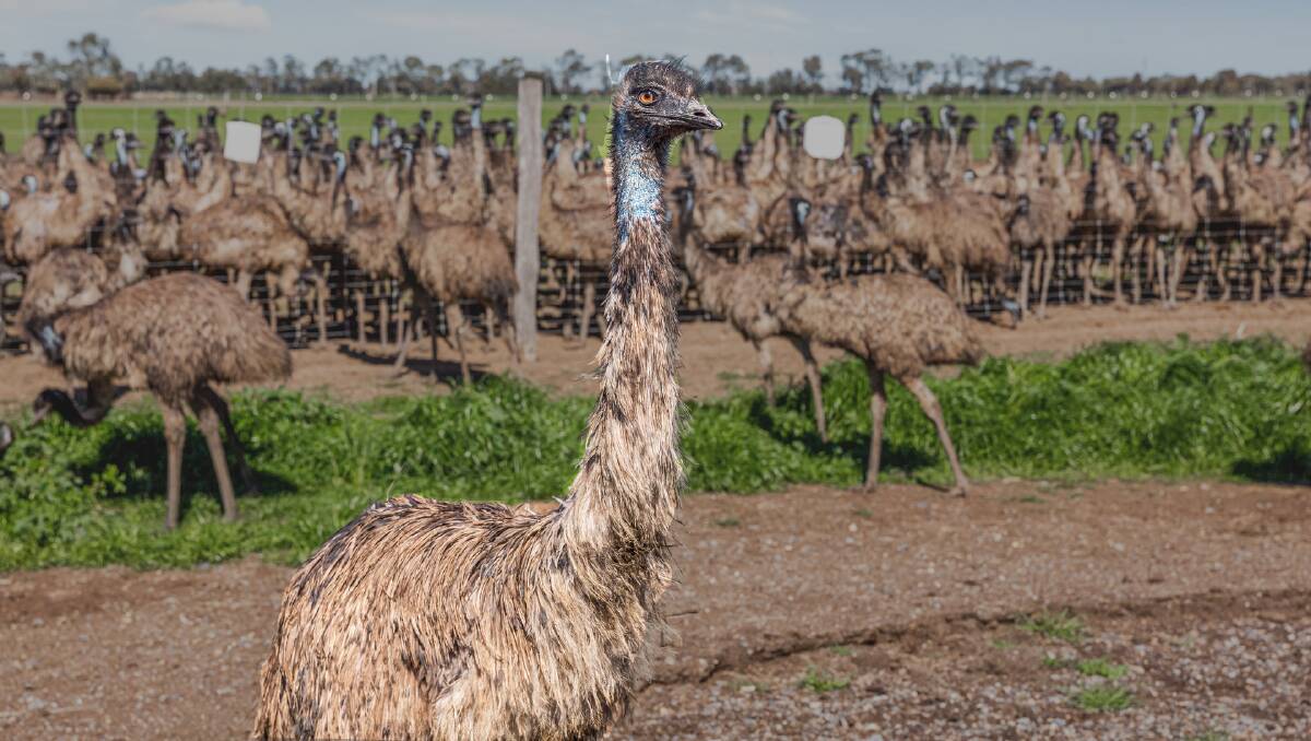 Today the farm is carrying around 10,000 emus with scope to increase their numbers even more.