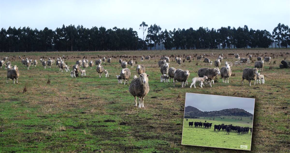 MOVING ON: Well known sheep breeders the McCartney family are selling the family farm near Ballarat.