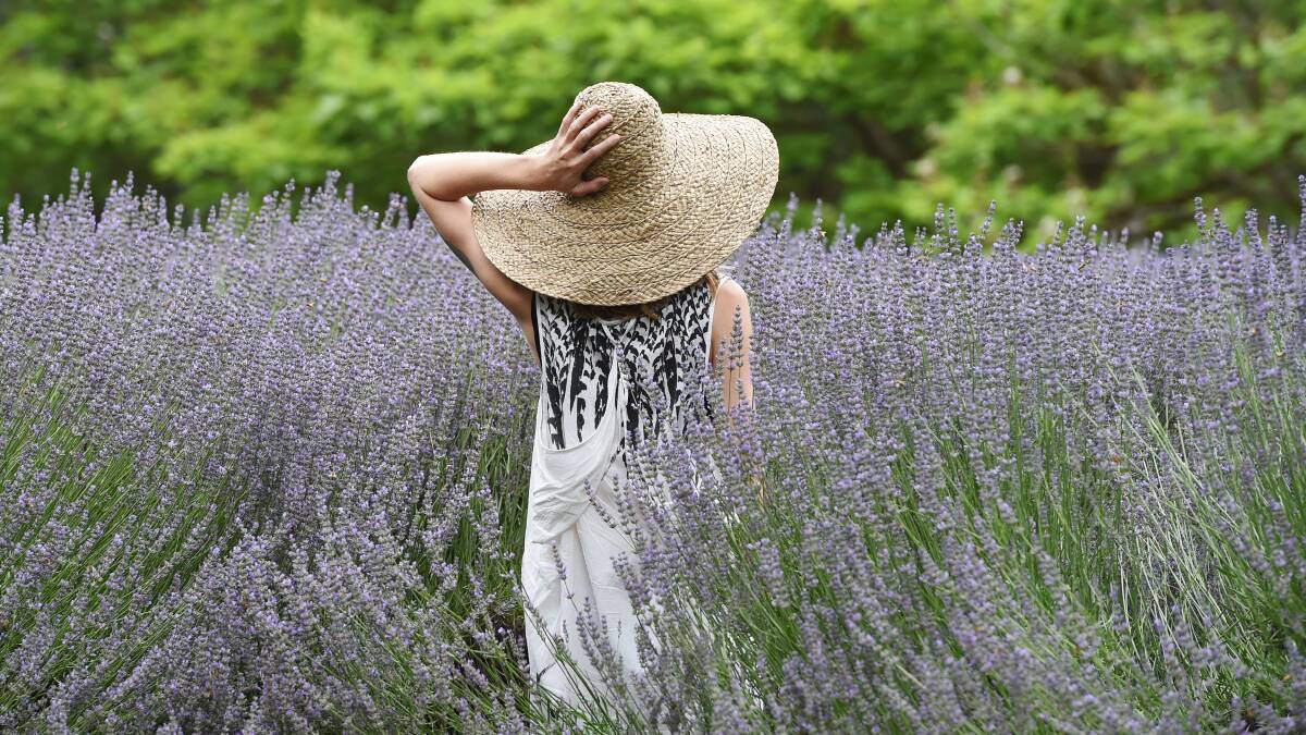 Daylesford's famous lavender farm is on the market.