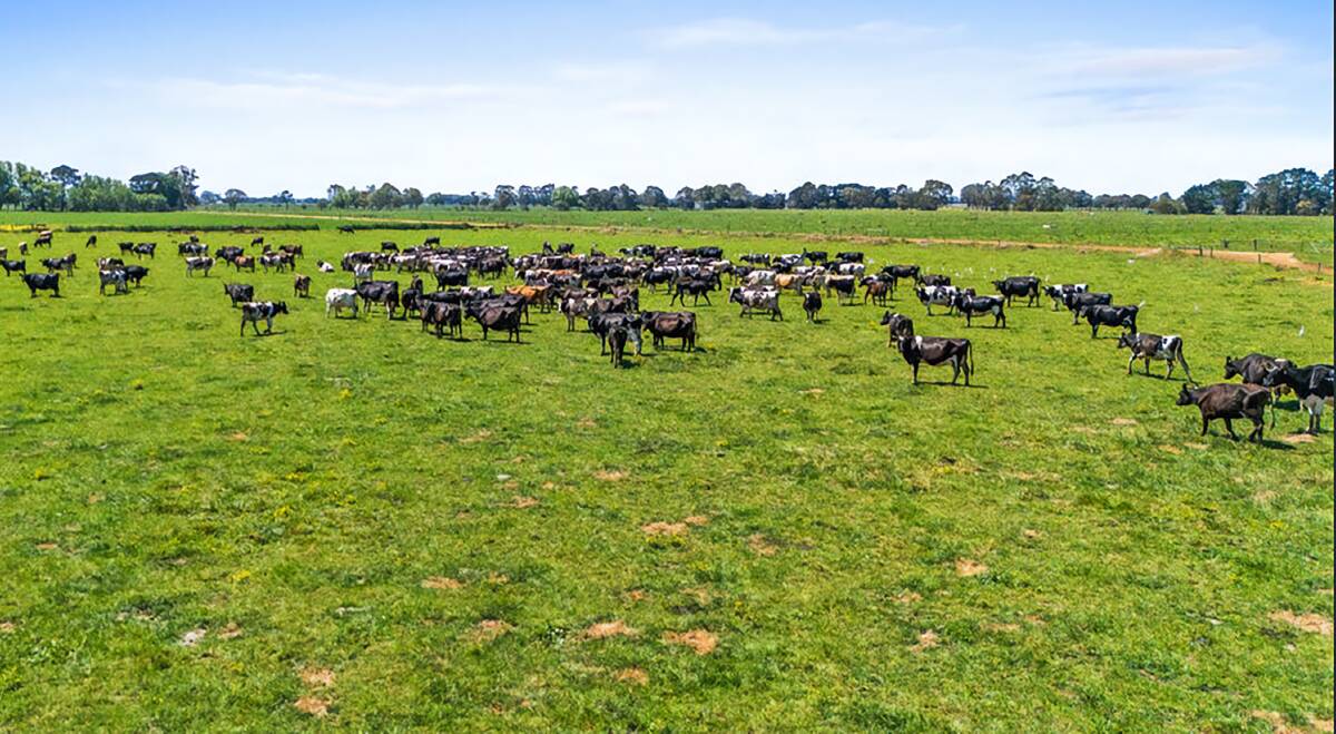 Handy Christmas present for dairy farm owner with $14,000/ac sale