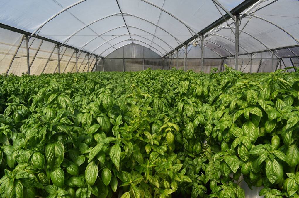 More than 30,000 bunches of Basil are picked and packed each week.