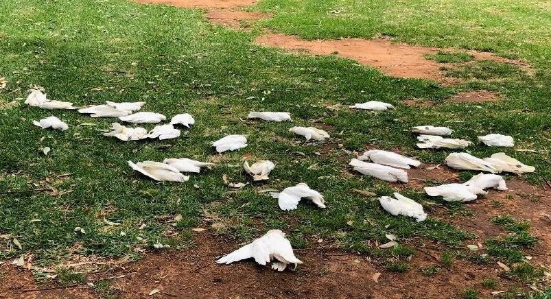 Deliberate poisoning is believed to have cause the deaths of little corellas in the past. Pictire: Office of Conservation Regulator.