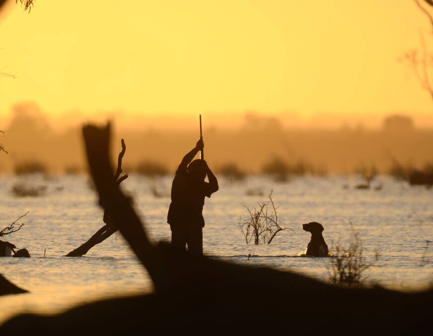 UPDATE: Bag limits have risen for the Victorian duck season which opens on May 26 for just 20 days.