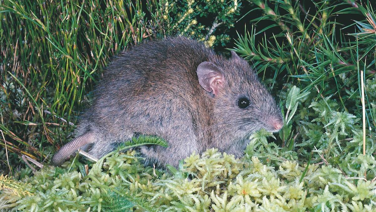 A specially trained dog found the scat which led to the discovery of three Broad-toothed rats. Picture from Australian Museum