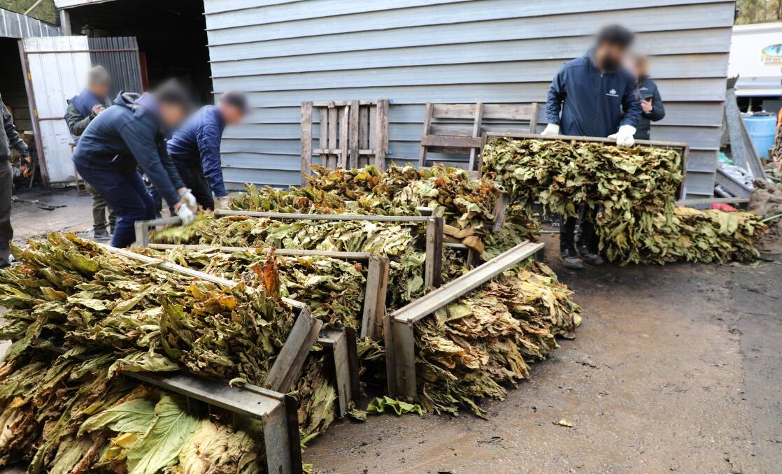 File picture - illegal tobacco plants seized during a farm raid in a previous police bust. Picture: ATO.