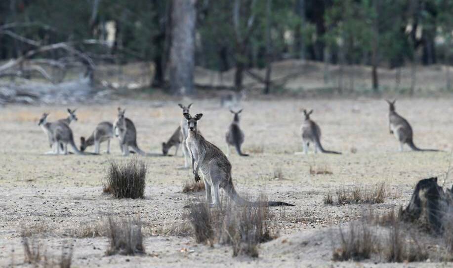 ROOS: Victoria has made a big change to its annual roo culling program, dropping the ban on allowing human consumption.