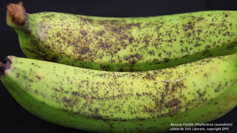 Banana freckle.