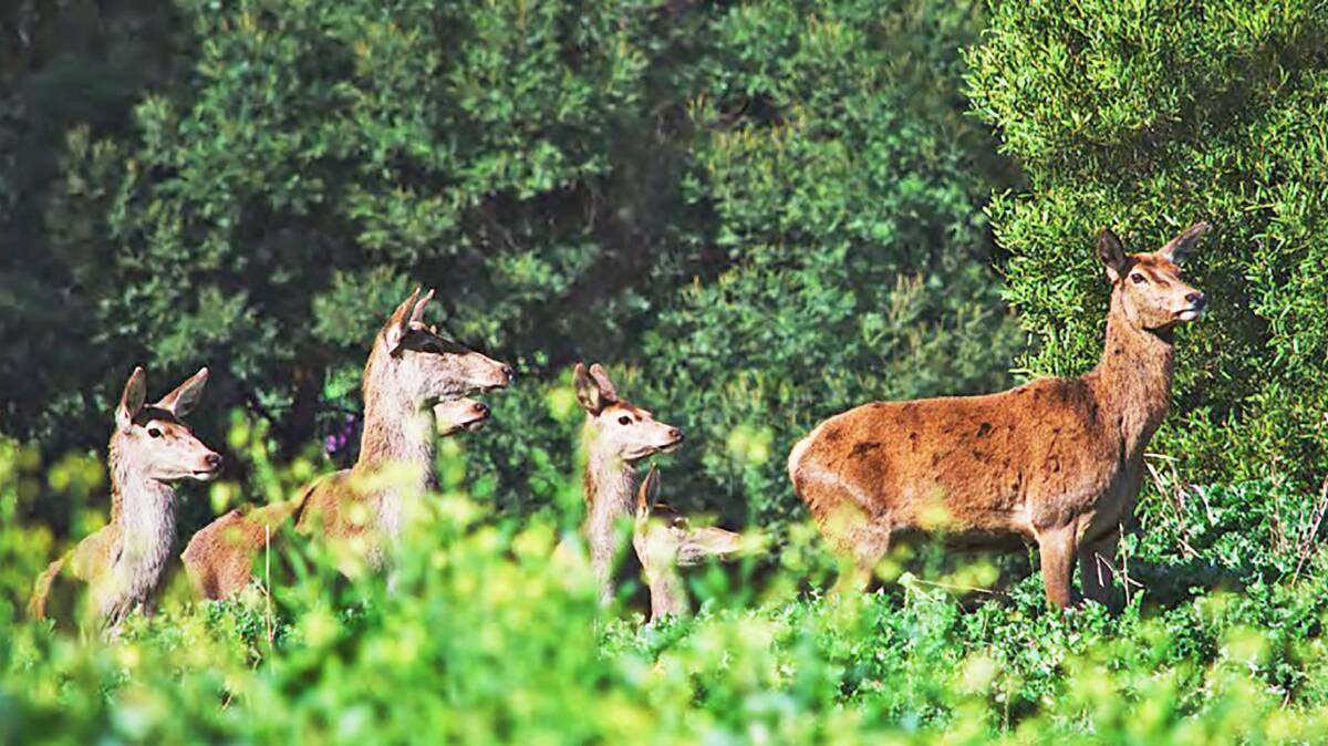 Police are warning road users about the hazards caused by increasing numbers of pest deer. 