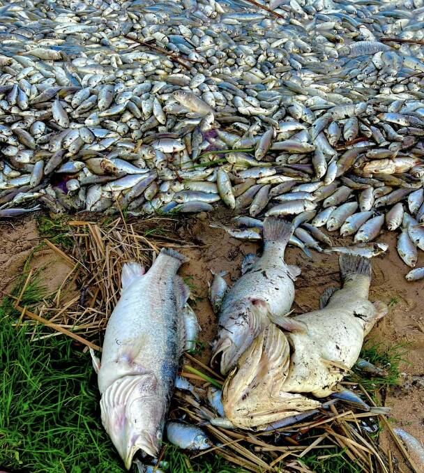 The fish kill at popular Kangaroo Lake where many thousands of fish have died. Pictures from Jenelle Burton