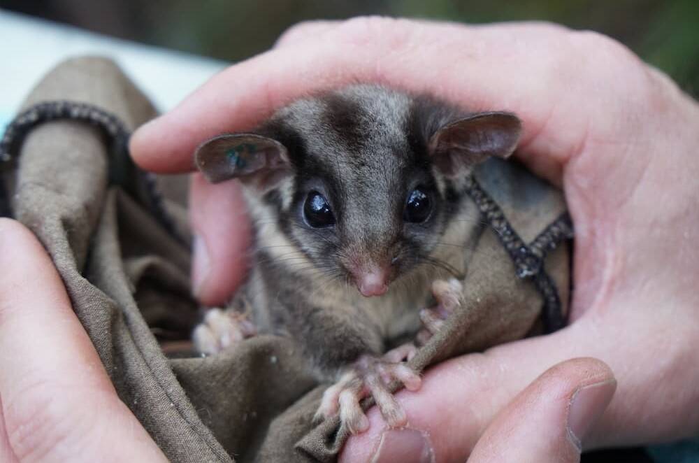 The Lowland Leadbeater's Possum is the second of the state's faunal emblems. Picture: Victorian government.