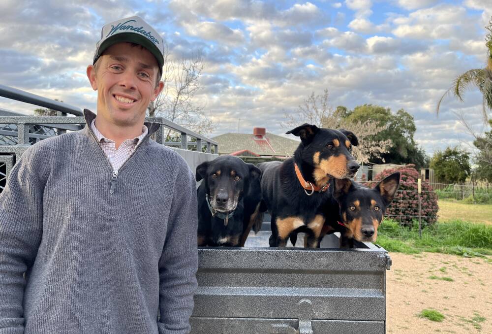 BUSY TIME: Olly Hanson of Corinella, NSW with Lost River Kelpies incl. dogs Jake, Bowie and Hex says its a busy time on the farm. Pictures: supplied.