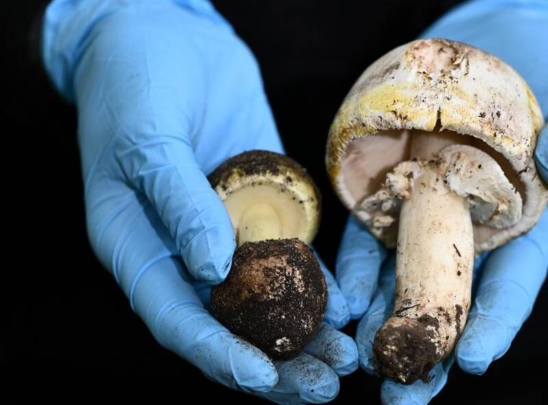 Police have not released any further information on what type of mushrooms the people are believed to have eaten.