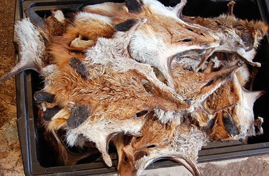 Hunting is back in a big way according to some data from Victoria with that state's annual fox hunt likely to zoom past the million scalps target for the last decade. Picture from Agriculture Victoria.