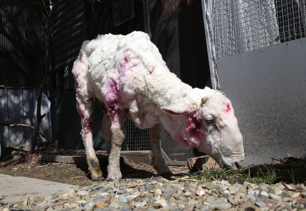 Chris the Sheep after his shearing operation. Picture: Jeffrey Chan.