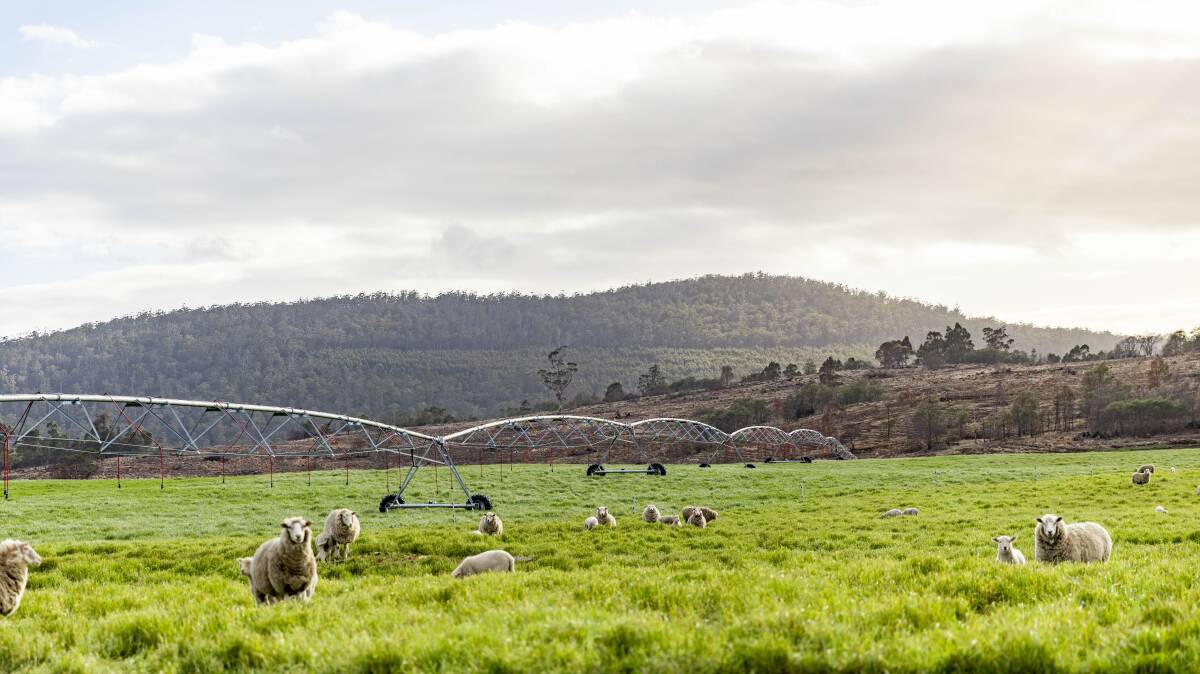 Forestry project on Tassie farm may lure carbon credit seekers