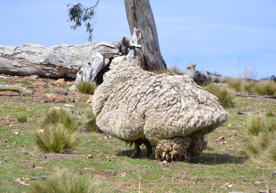HEAVY HITTER: The world famous Chris the sheep on the day he was found near Canberra. Photo by Canberra Times. 