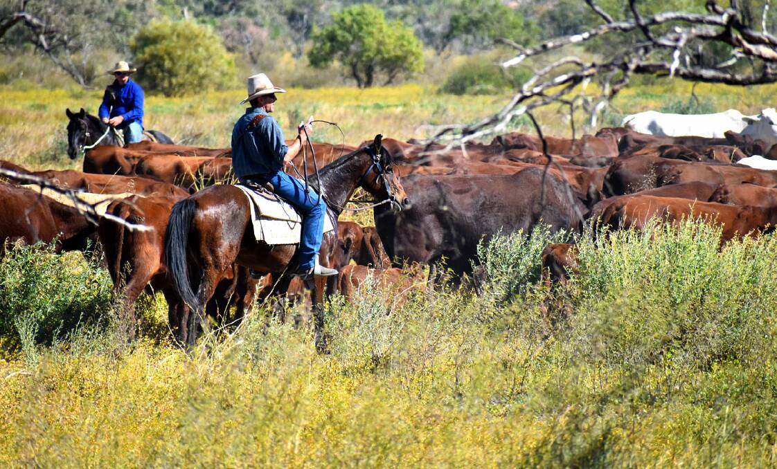Large cattle stations are in the box seat for buyer interest, according to a leading property expert. Picture from Kidman and Co.