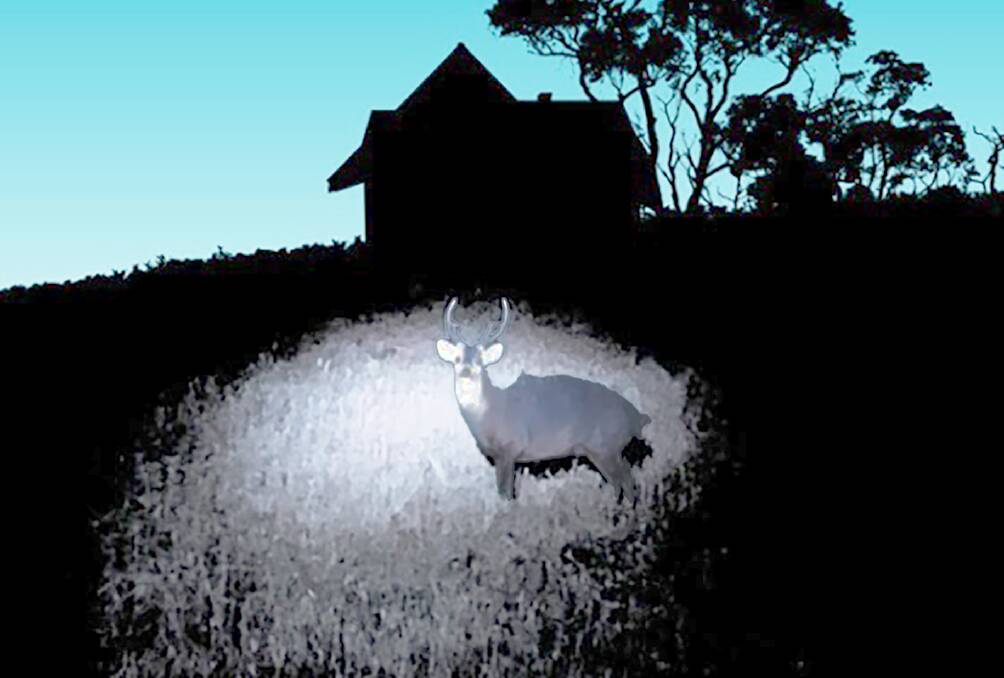 It is illegal to hunt deer at night on public land across Australia. Picture from Game Management Authority.