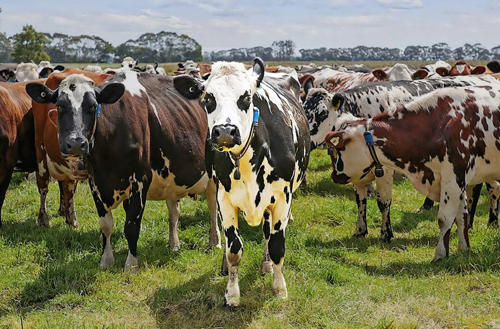 With high rainfall and good soils, the Heytesbury district has long been regarded as one of the most productive and reliable dairying regions in Australia. Pictures from Charles Stewart and Co