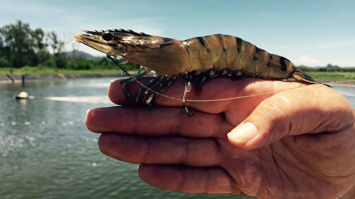 TROUBLED WATERS: There has been a change at the top for Seafarms which wants to build the world's biggest prawn farm in northern Australia. Picture: Seafarms. 