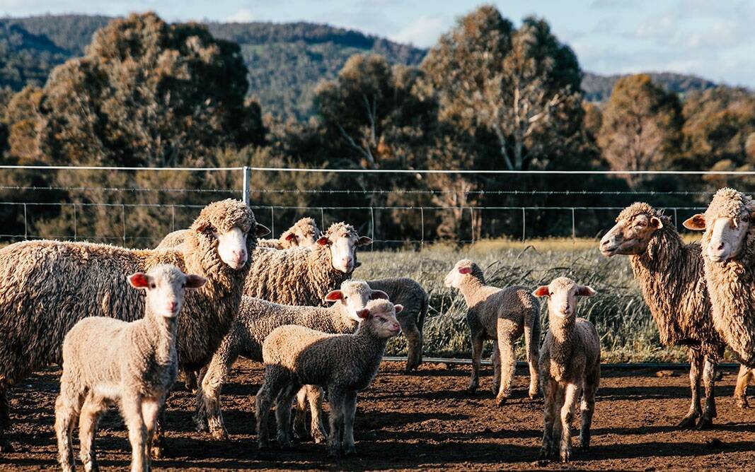 Many of Australia's brightest scientific minds are involved in the bid to clean up the livestock industry's climate change act.