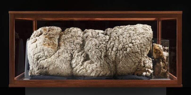 REMARKA-WOOL: The record 41.1kg fleece is on display at the National Museum of Australia in Canberra. Photo supplied.