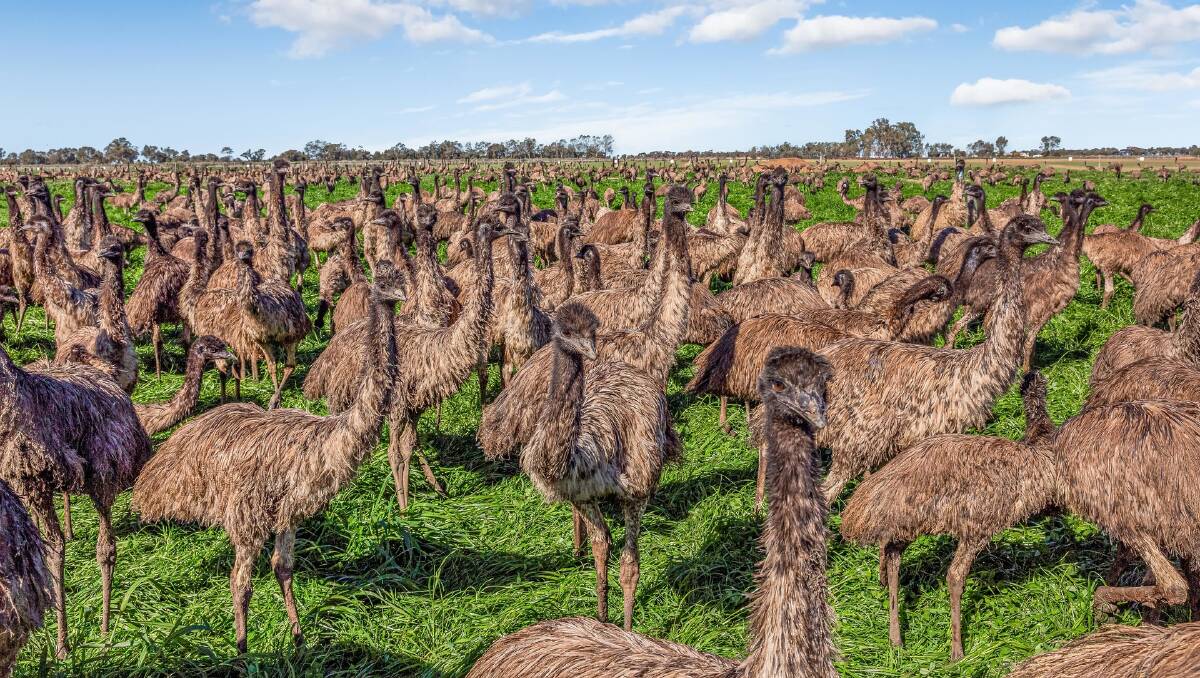 Emu empire for sale with thousands of birds and factory