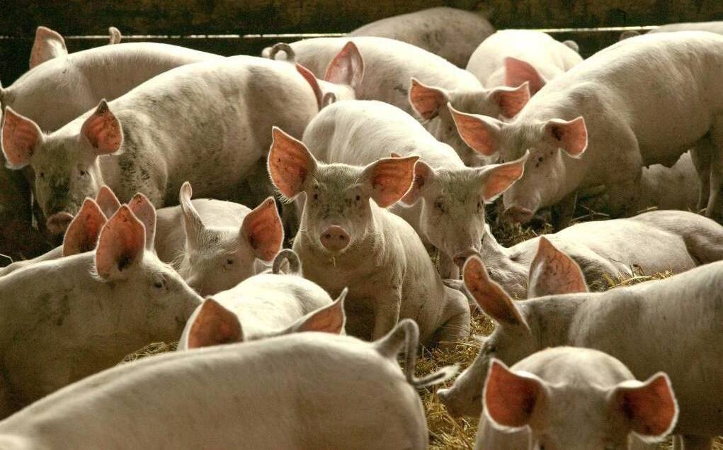 The alarm was sounded after JEV infections caused deaths and other health issues in commercial piggeries in the southern states.
