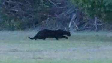 PHOTO: Could all the sightings be large feral cats?