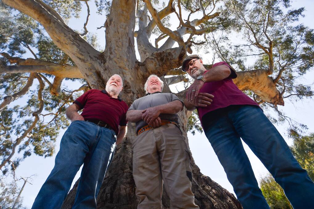 Ray Pattle, Greg Edward and Steve Cole stand in front of the 2023 tree of the year in Guildford. Picture by Darren Howe, Bendigo Advertiser