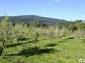 TREE CHANGE: Lifestyle block buyers are more interested in the views than the orchard. Photos by Professionals Yarra Valley.