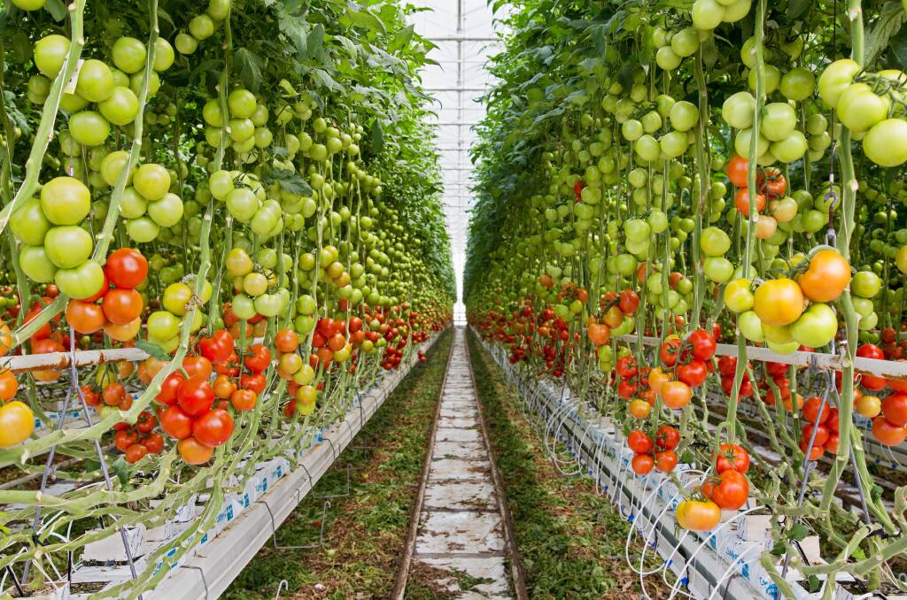 The South Australian business wants to fast track its plans to grow more hydroponic vegetables year-round under glass. Pictures: Colliers. 